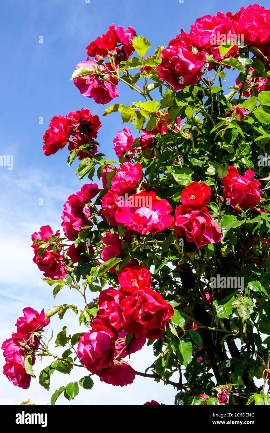 Kletterrose Rosa Hamburger Phoenix lebendige Blumen Stockfoto
