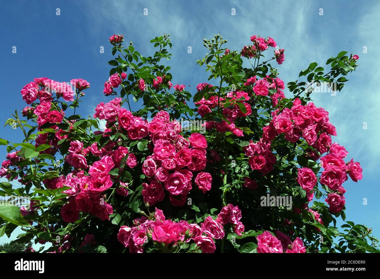 Blühende Strauch rosa Rosen im Garten Stockfoto