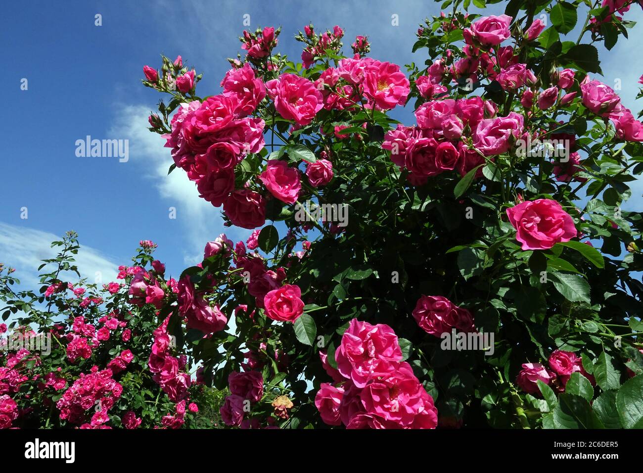 Schöne blühende Sträucher rosa Rosen Stockfoto