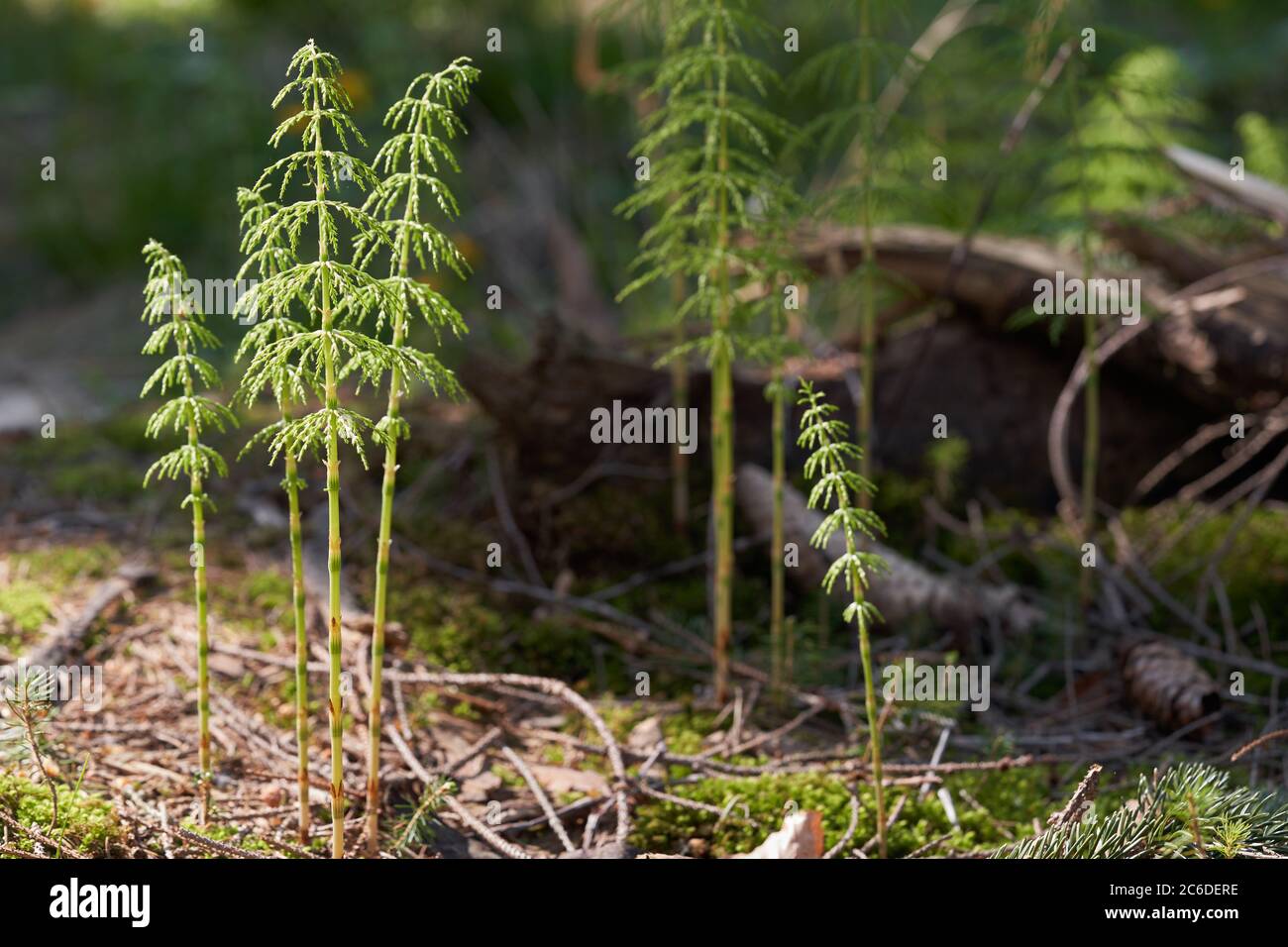 Giftige Pflanze Equisetum sylvaticum im Fichtenwald. Bekannt als Holzachtelschwanz. Grüne Pflanzen wachsen im Fichtenwald im Moos und Nadeln. Stockfoto