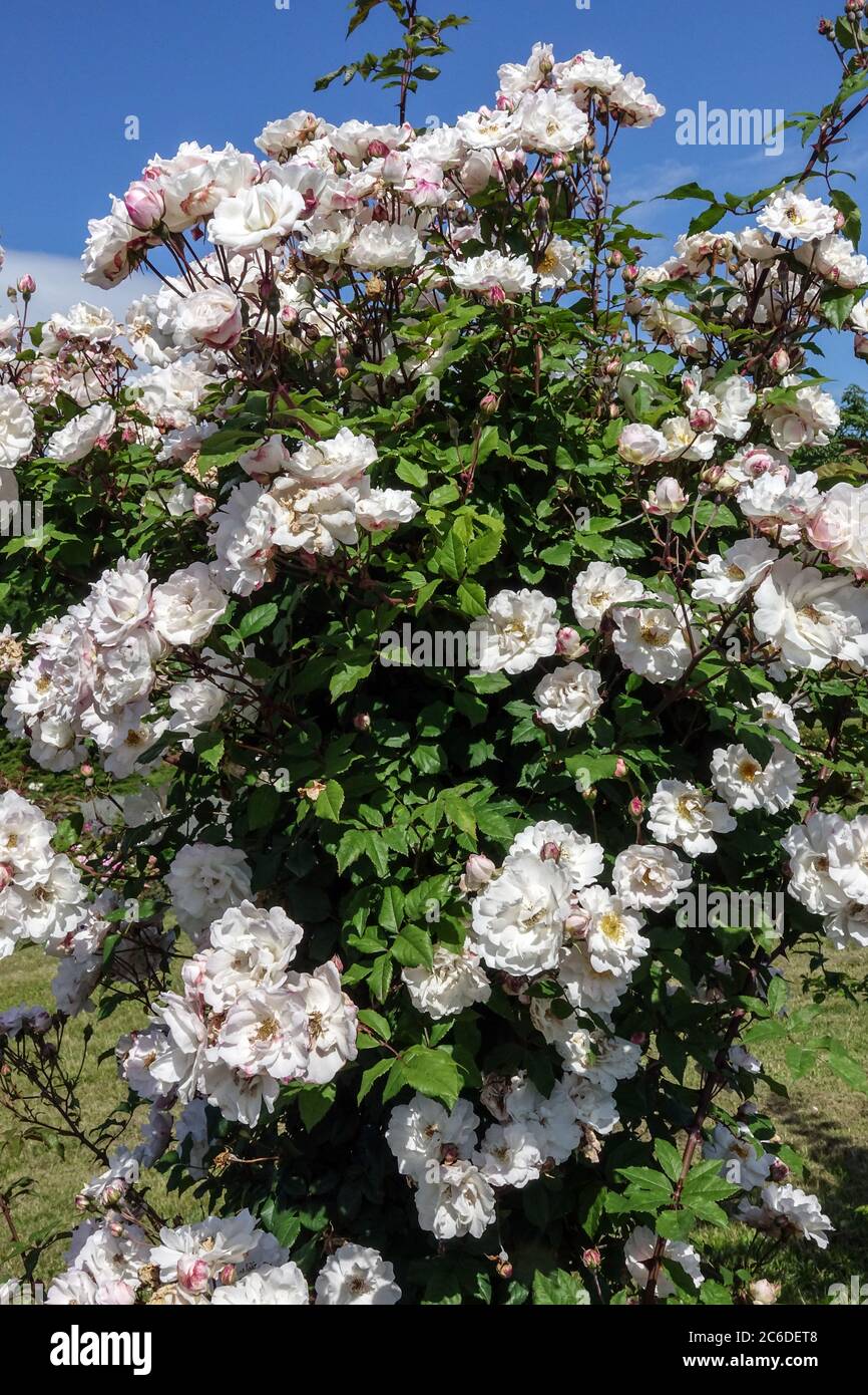 Weiße Strauchrosen im Garten Juniblumen Weiße Rosen Garten Stockfoto