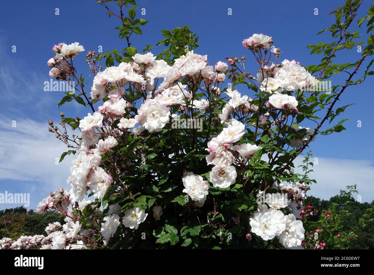 Weiße Rose in voller Blüte, blühend im Juni Garten große Blüten Weiße Rappelrose, Garten mit weißen Rosen Stockfoto