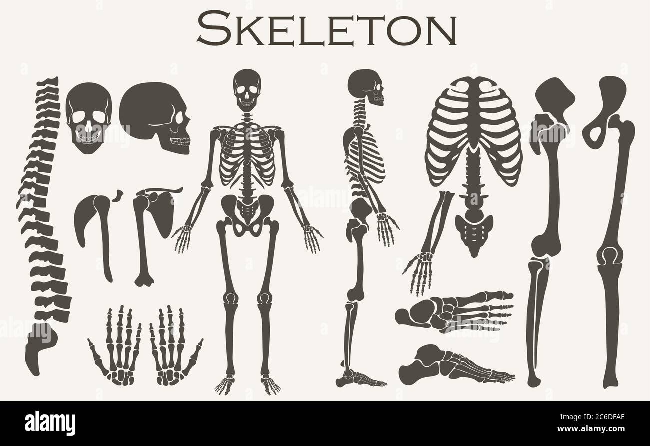 Menschliche Knochen Skelett Silhouette Kollektion Set. Detaillierte Vektordarstellung Stock Vektor