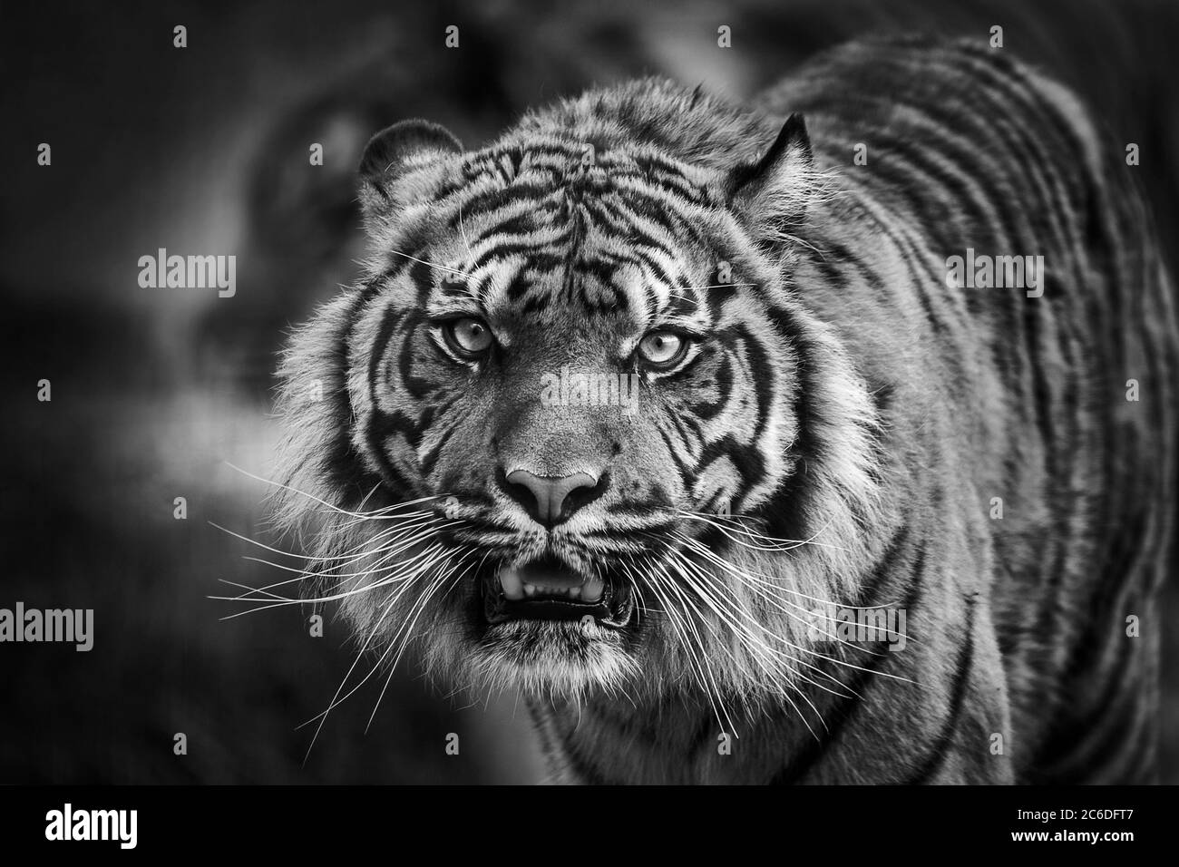 Tiger Tier Porträt Vorderansicht starren und geradeaus schauen monochromen Mangel und weißes Bild Stockfoto