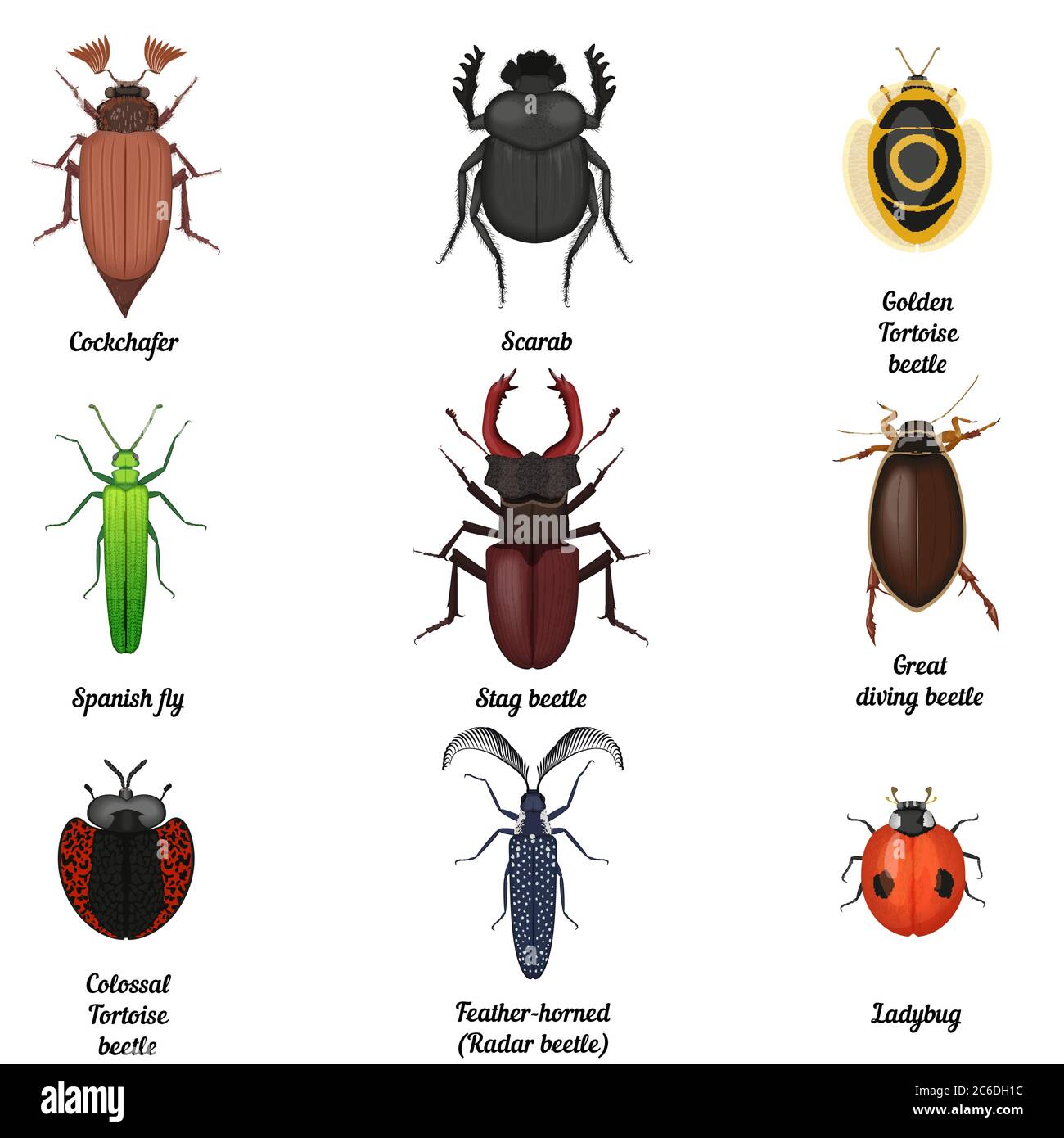 Insektensymbole eingestellt. Beetle Bug Icon entomologische Sammlung. Blick von oben auf Käfer und Käfer Stock Vektor