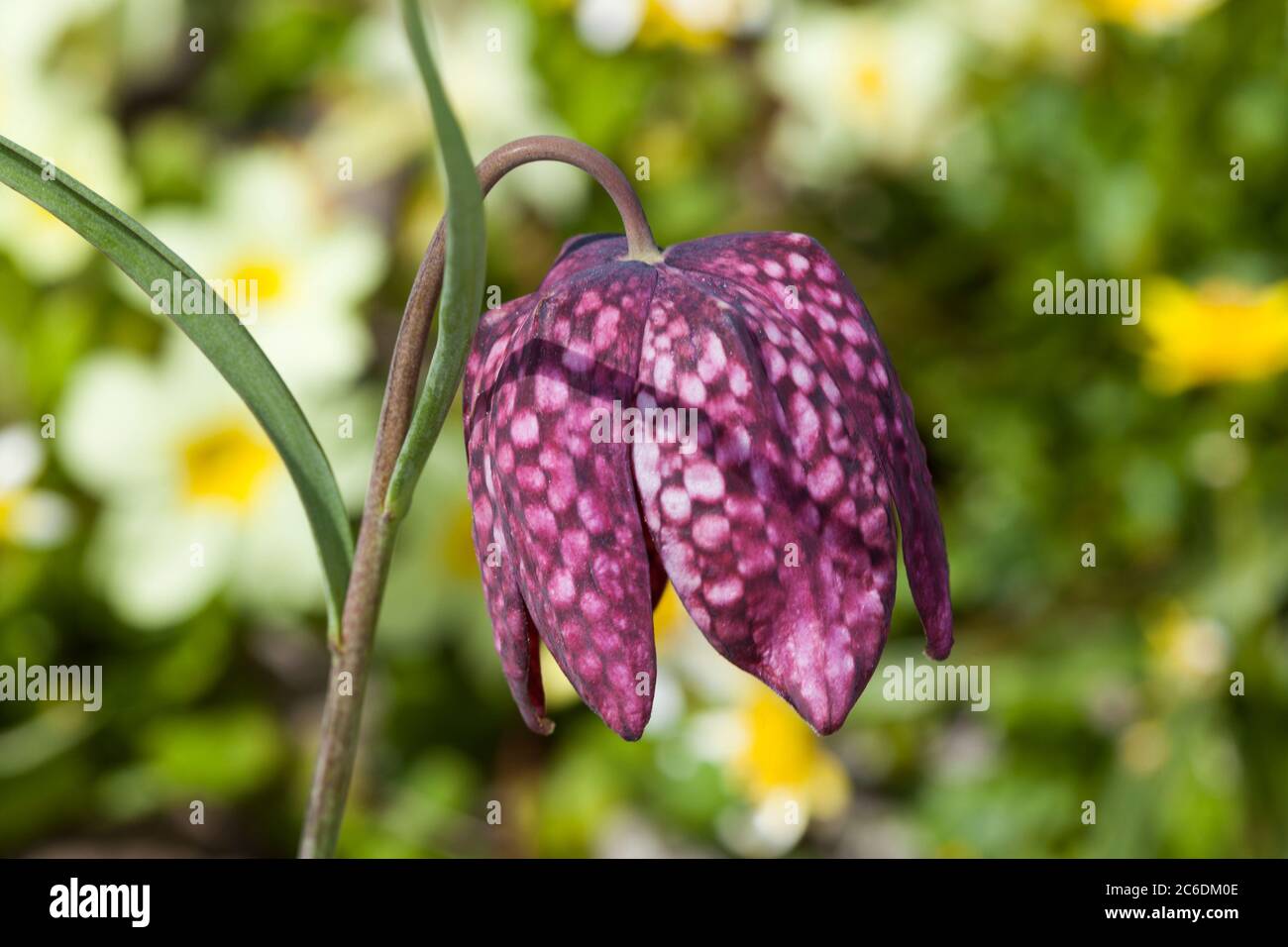 Fritillaria meleagris allgemein bekannt als Schlangenkopf Fritillary ist eine gemeinsame Frühlingsblühbirne Pflanze Stockfoto