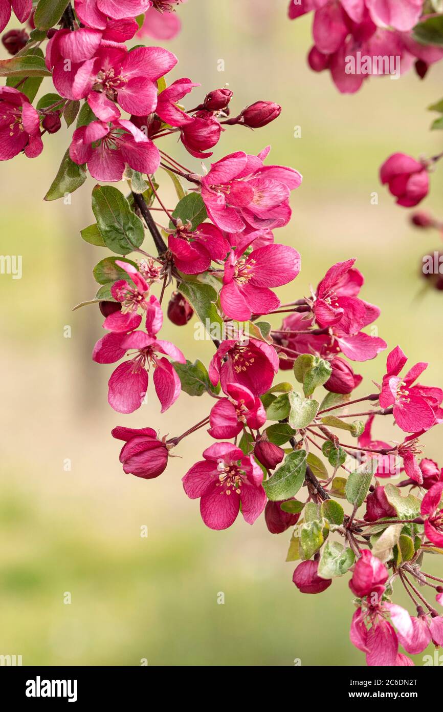 Zier-Apfel, Malus Indian Magic, Ornamental Apfel, Malus Indian Magic Stockfoto