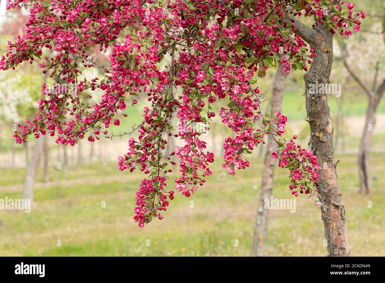 Zier-Apfel, Malus Indian Magic, Ornamental Apfel, Malus Indian Magic Stockfoto