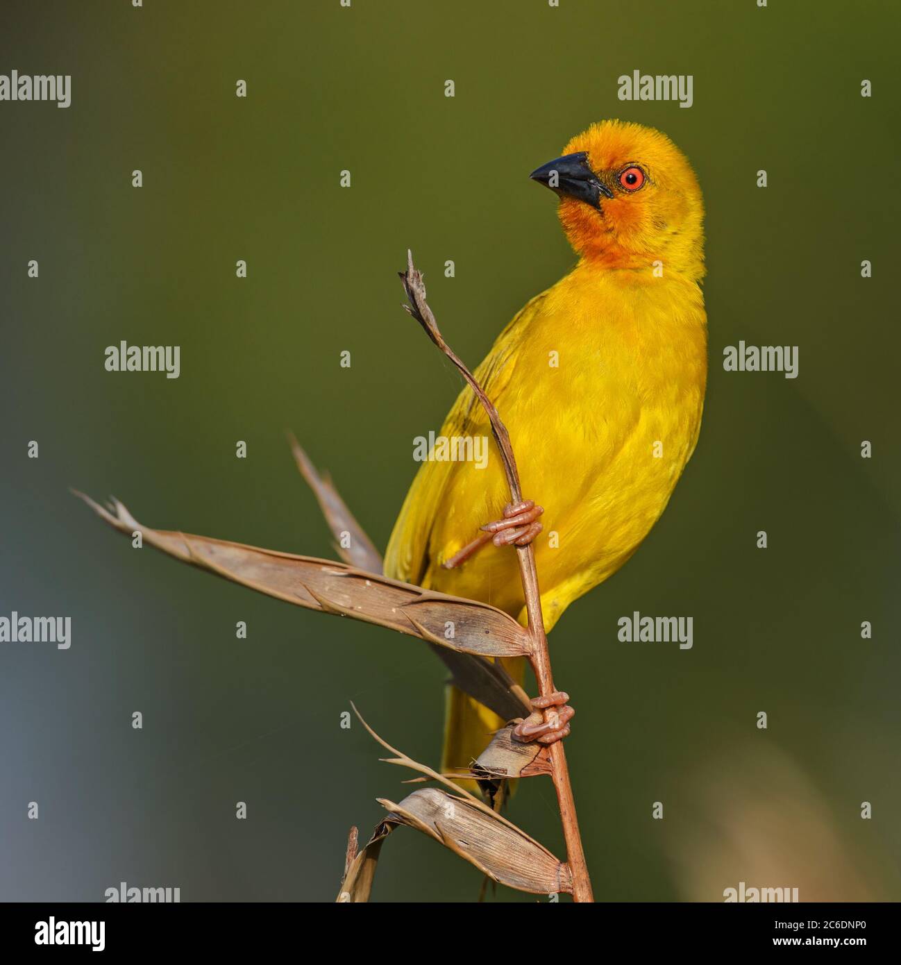 Östlicher Goldweber - Ploceus subaureus, schöner gelber Weber aus afrikanischen Büschen und Wäldern, Sansibar Island, Tansania. Stockfoto