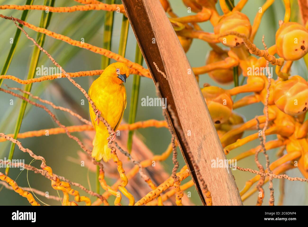 Östlicher Goldweber - Ploceus subaureus, schöner gelber Weber aus afrikanischen Büschen und Wäldern, Sansibar Island, Tansania. Stockfoto