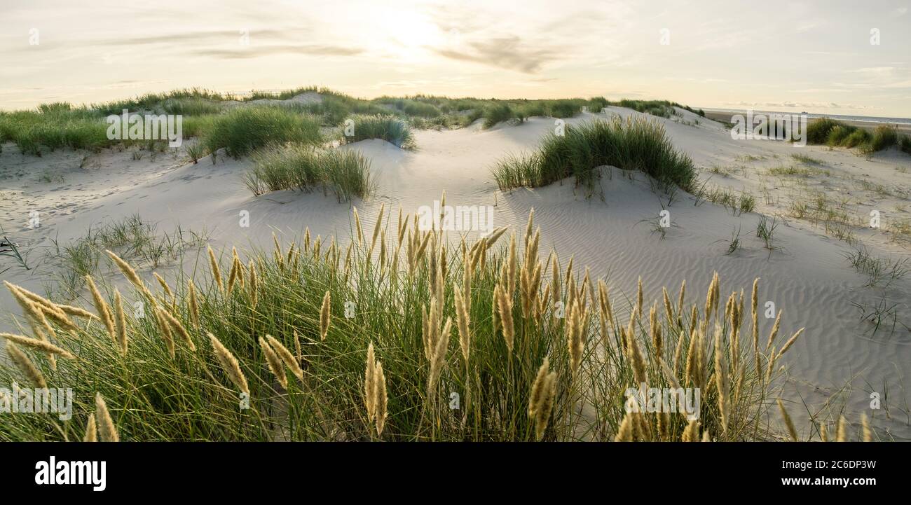 Strand mit Sanddünen und Marram Gras mit sanftem Sonnenaufgang Sonnenuntergang Licht. Skagen Nordstrand, Dänemark. Skagerrak, Kattegat. Stockfoto