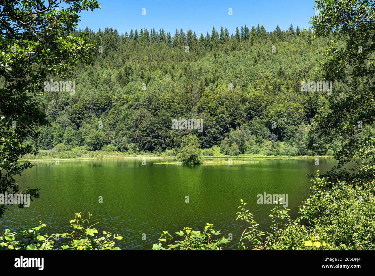 Der Sankenbachsee im Schwarzwald, Deutschland von der Südseite Stockfoto