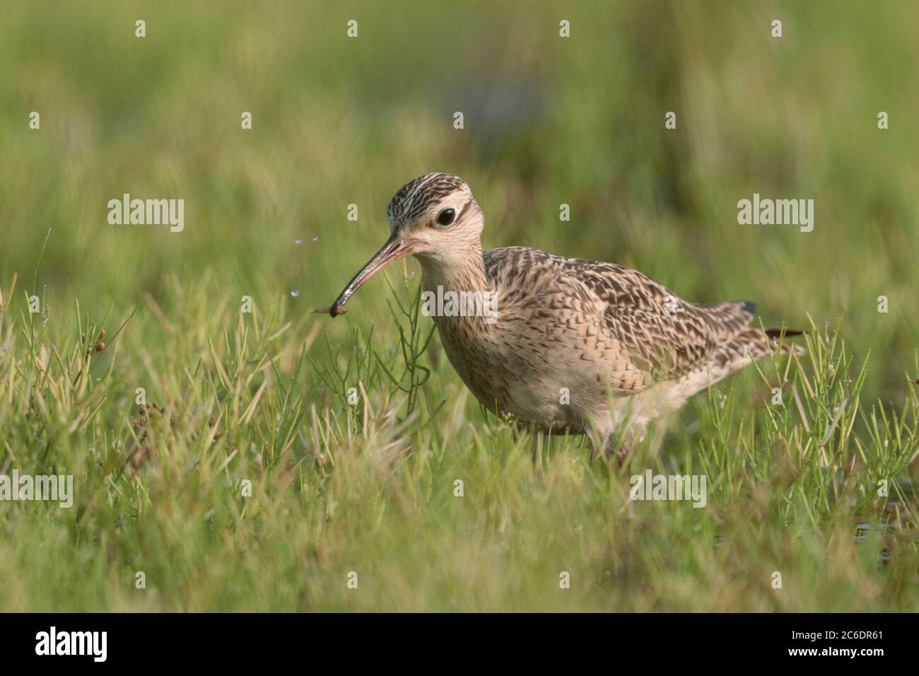 Little Curlew (Numenius minutus), ein einzelner Vogel, der sich von einer Blattläuse im Brachfeld ernährt, Long Valley, Hongkong, China. April 2020 Stockfoto