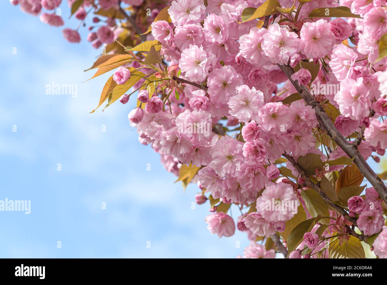 Japanische Zier-Kirsche, Prunus serrulata Kanzan, Japanische Zierkirsche, Prunus serrulata Kanzan Stockfoto