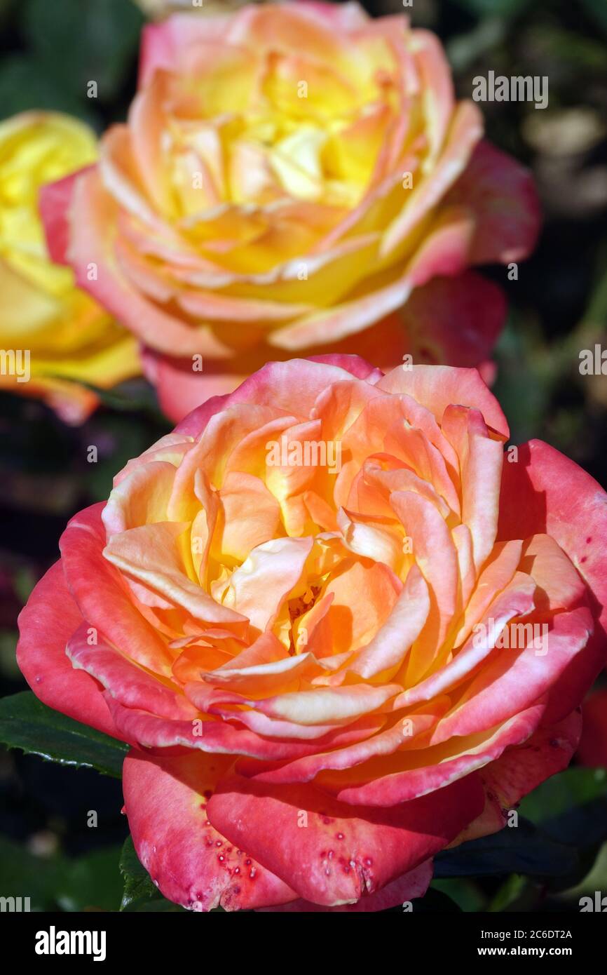 Orange Rosa Banzai 83 „Meizalitaf“ leuchtende Rosen, Hybridtee, Rose Stockfoto