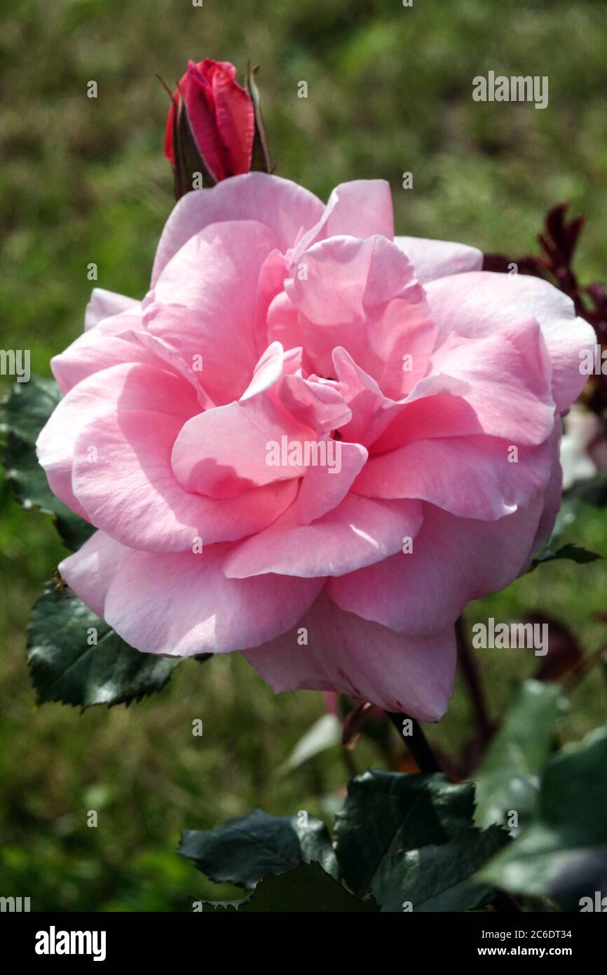 Rosa Rose Rosa „Comtesse de Segur“ Hybrid Tee Rosa Rose Stockfoto