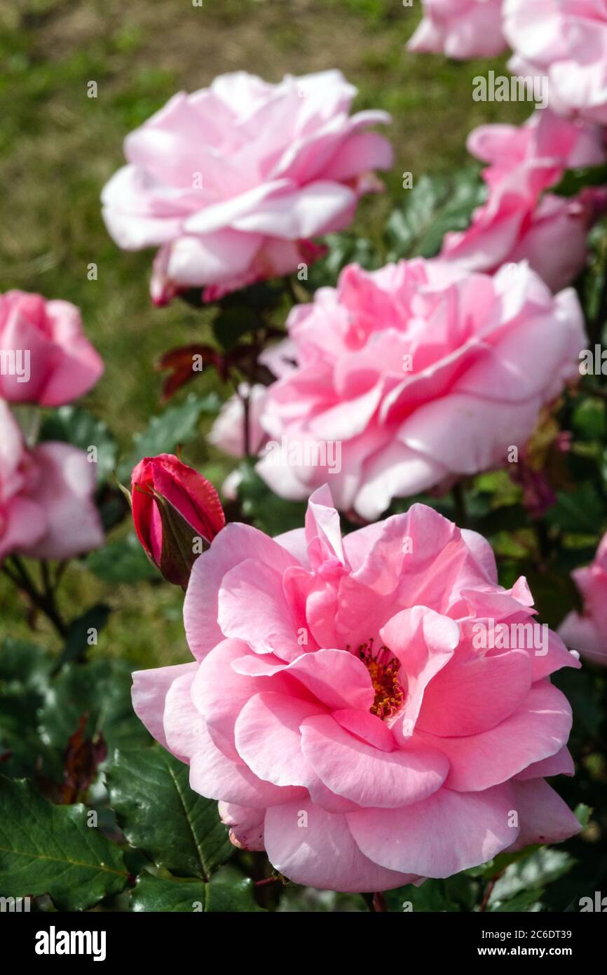 Rosa Rose Rosa „Comtesse de Segur“ Hybrid-Teerosen rosa Stockfoto