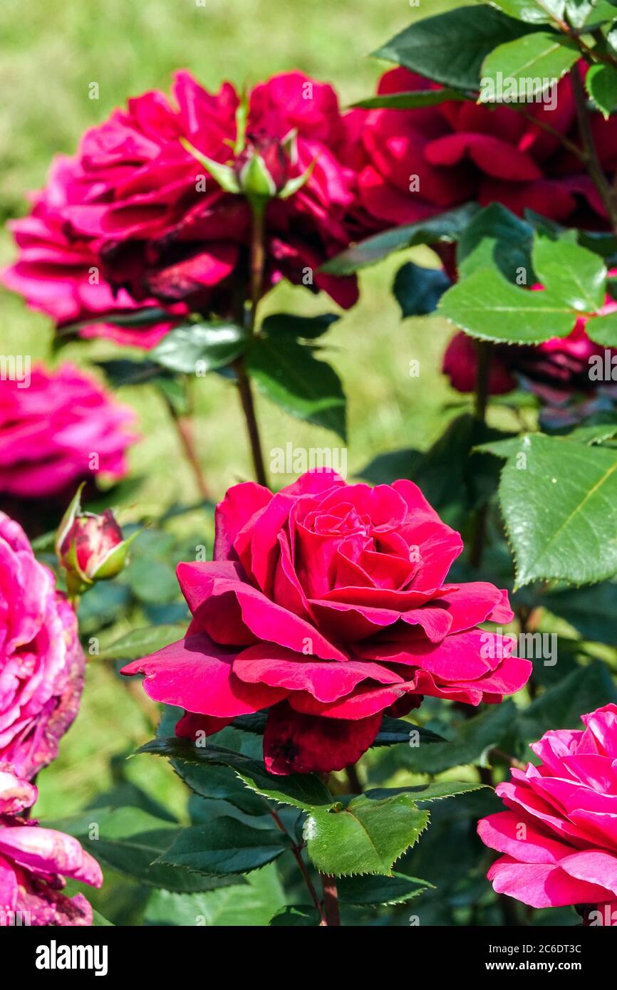 Roter Rosa 'Bellevue' Hybrid-Tee Stockfoto