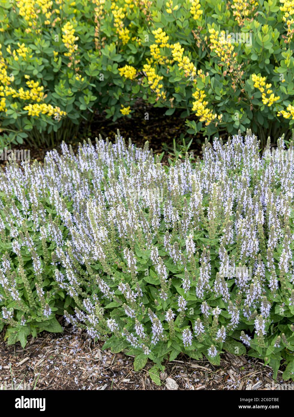 Stauden-Salbei, Salvia nemerosa Bumblesky, Mehrjähriger Salbei, Salvia nemerosa Bumblesky Stockfoto