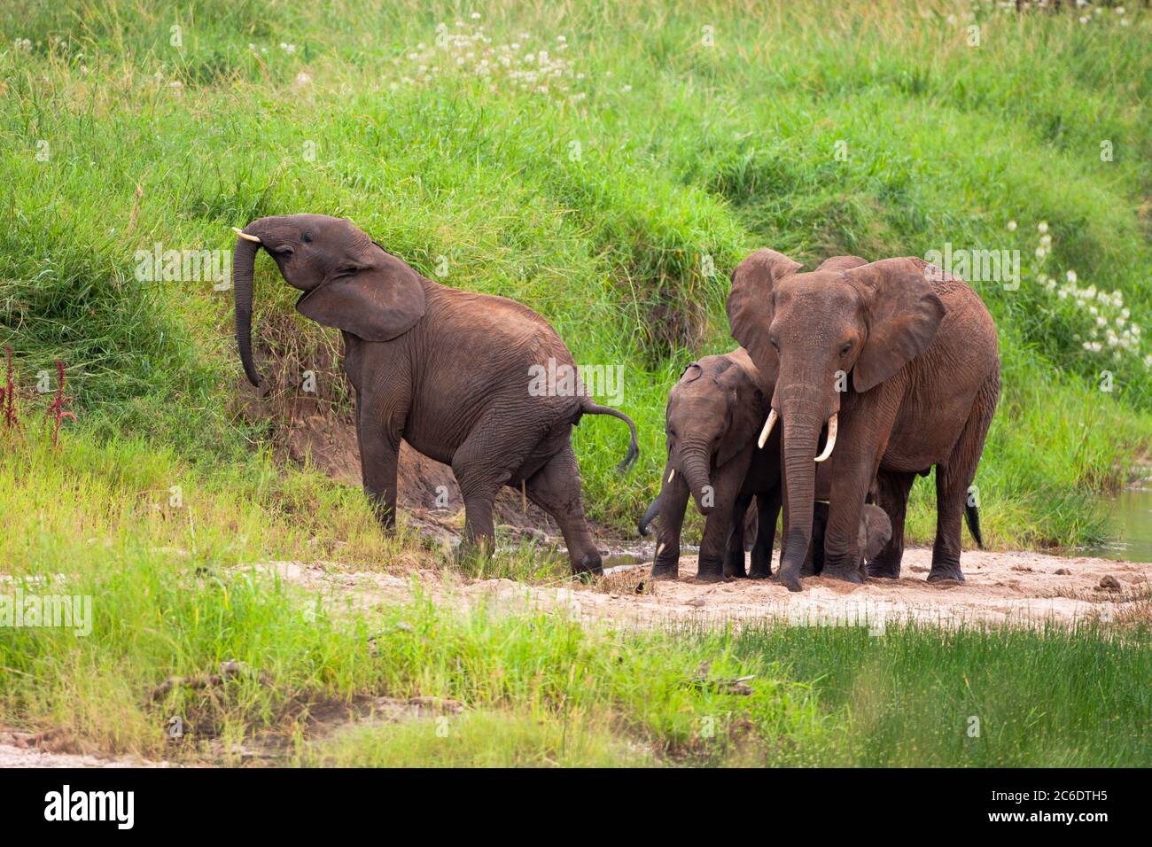 Juvenile afrikanische Buschelefant (Loxodonta africana) als Teil einer Herde Stockfoto