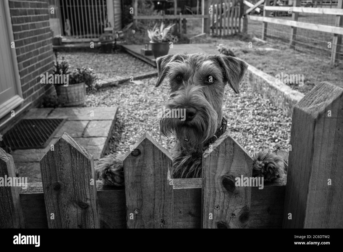 Irish Terrier wartet in seinem Wohnhaus, mit seinen Pfoten hält ihn auf dem hölzernen Tor, England, Großbritannien Stockfoto
