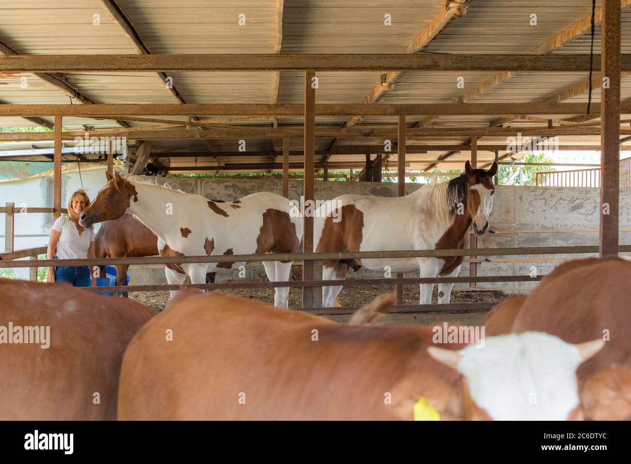 Die Züchterin kümmert sich um ein braunes und weißes (Pinto) Pferd. Fotografiert in Haniel [ein Moshav in Zentralisraelisch. Gelegen in Sharon, Israel Stockfoto