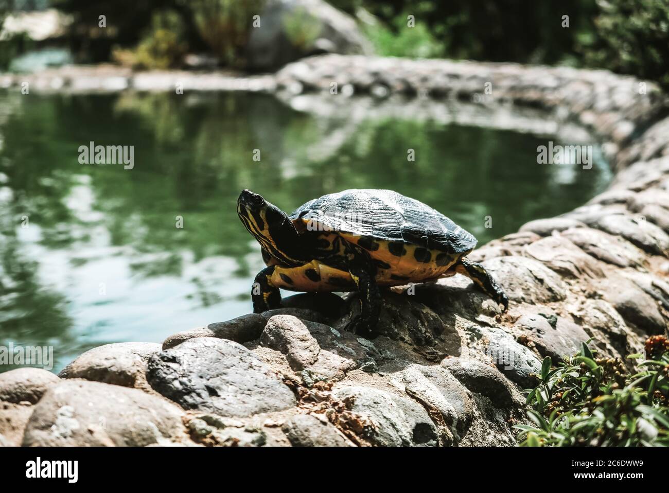 Nahaufnahme vergrößerte Ansicht einer Schildkröte, die entlang der Grenze eines Sees in einem spanischen Park geht. Entspannte wilde Kreaturen sonnen sich in Marbella. Stockfoto