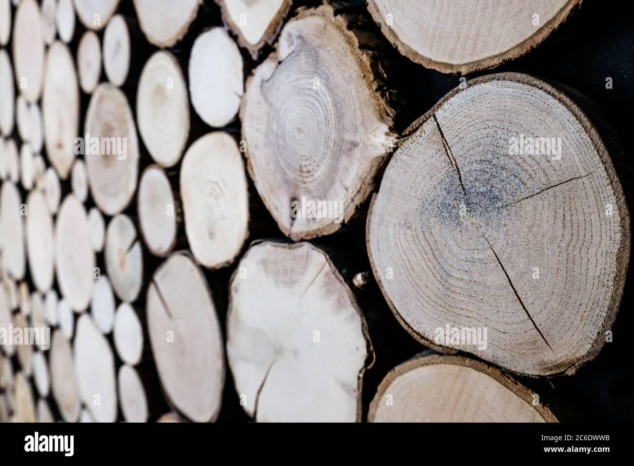 Nahaufnahme des Holzholzzlogs. Einzigartige Kreise aus alten Bäumen. Kreative moderne Innenarchitektur-Idee für Zuhause Wanddekoration. Abstrakte Nahaufnahme Holzwand Stockfoto