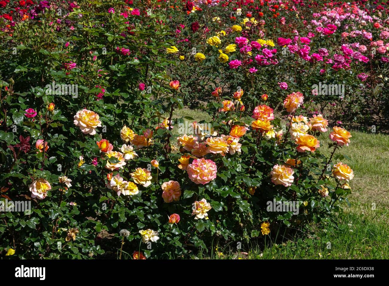 Bunte Rosen im Garten, Hybrid-Teerosen im Gartenblumenbett Stockfoto