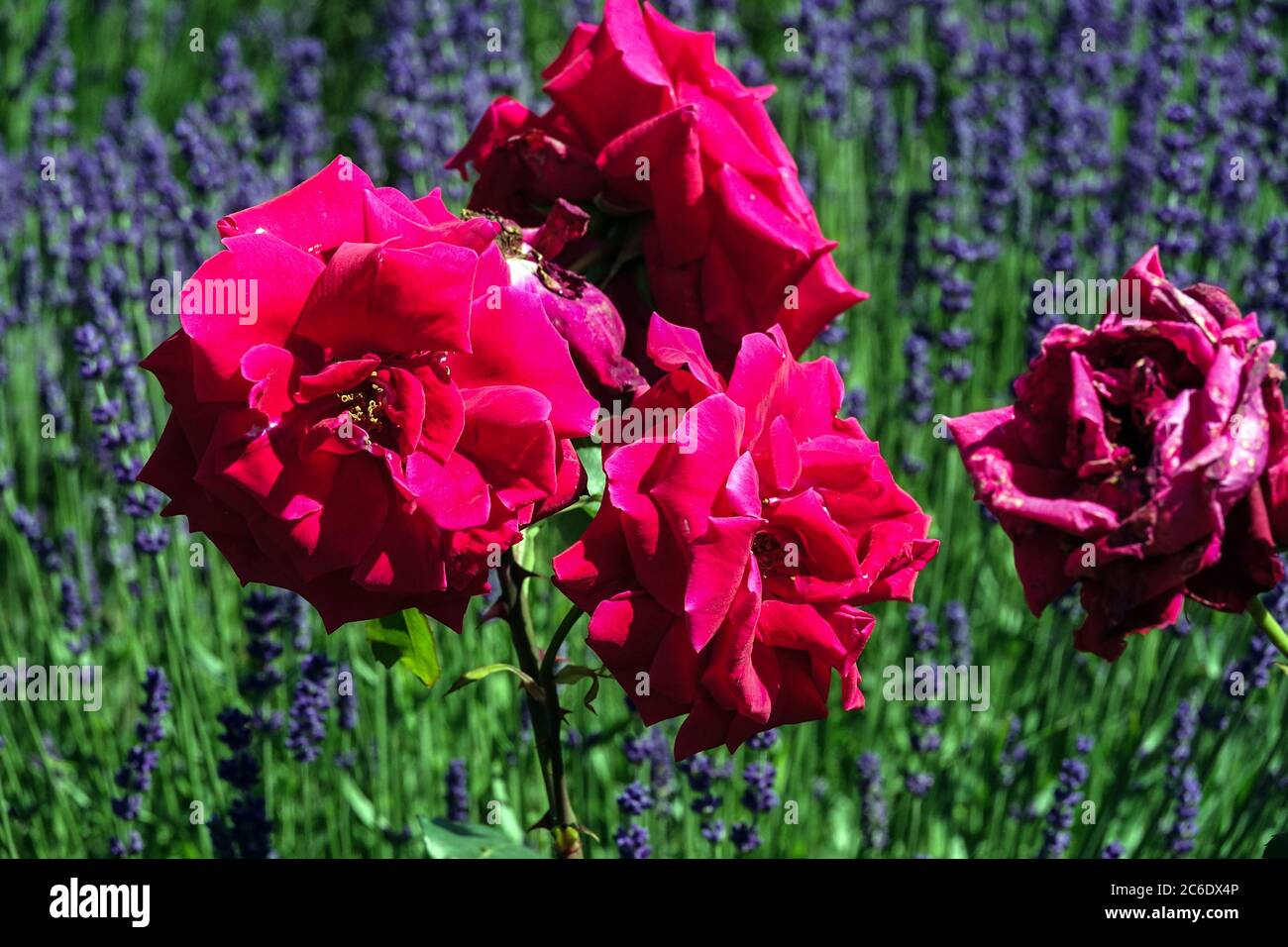 Rote Rose, Rosen Blumen in blauen Lavendelgarten Stockfoto