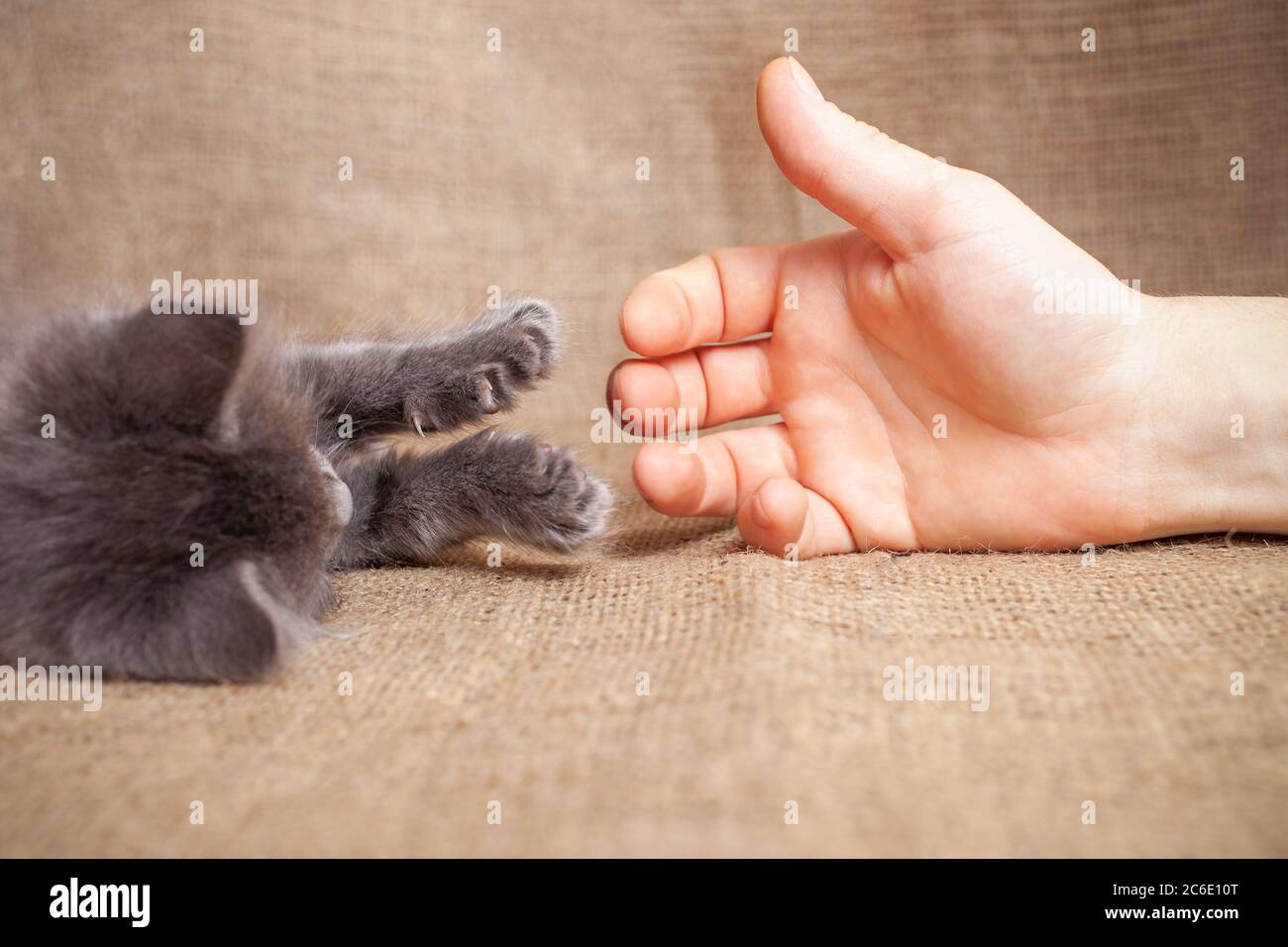 Die Katze streckt eine Pfote zu einem Mann, Freundschaft, Liebe, Haustier. Kitten vertraut einem Mann, Freundschaft zwischen Katze und Mann. Graue Esche Kätzchen. Stockfoto