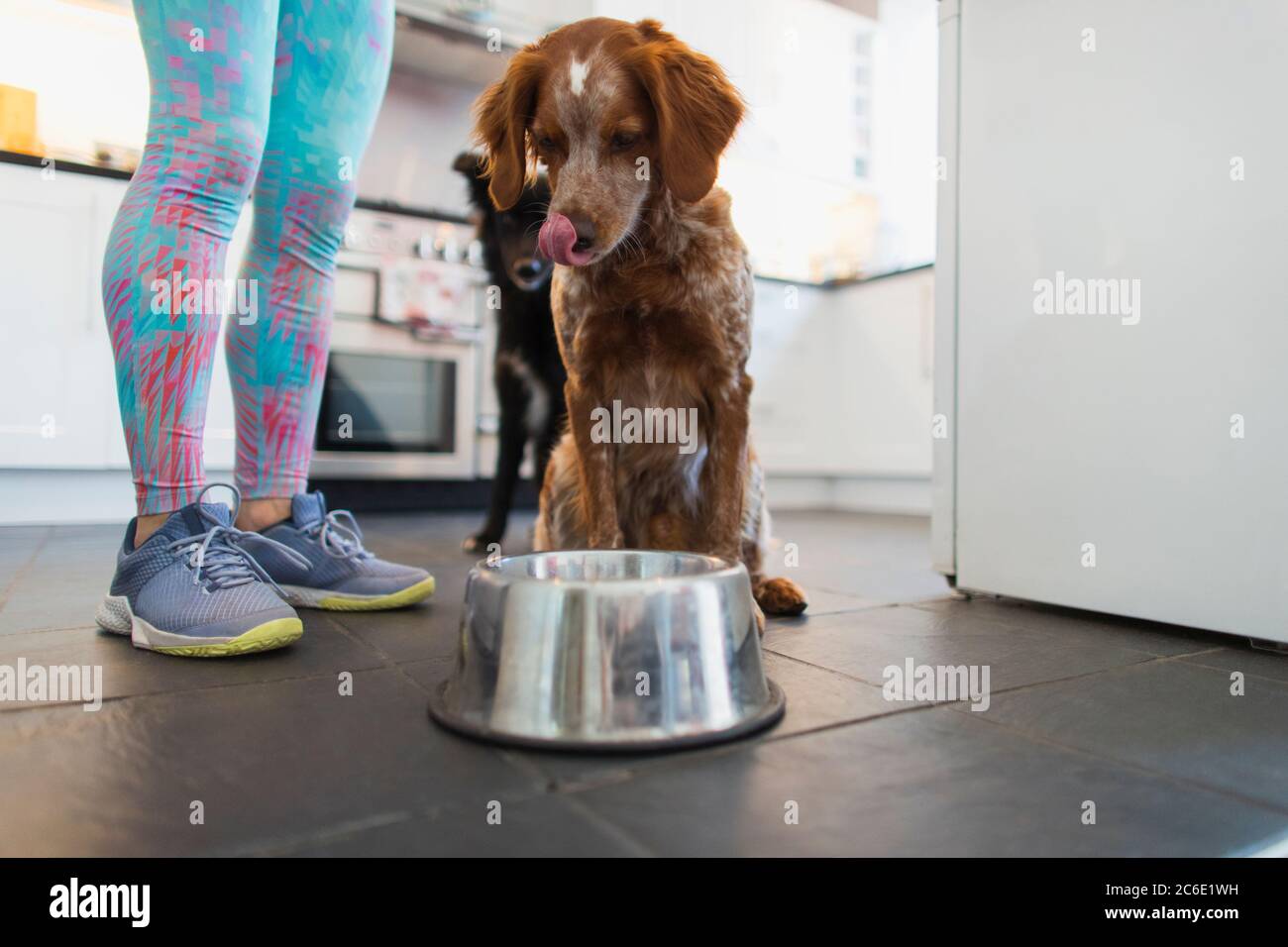 Frau füttert Hunde in der Küche Stockfoto