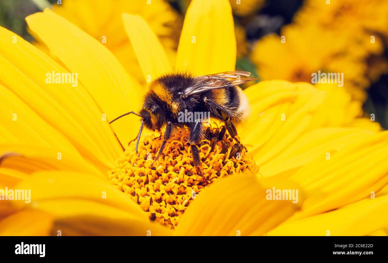 Hummel auf gelben Blume, die Nektar frisst. Bombus lucorum auf Sonnenblume im Sommer. Stockfoto