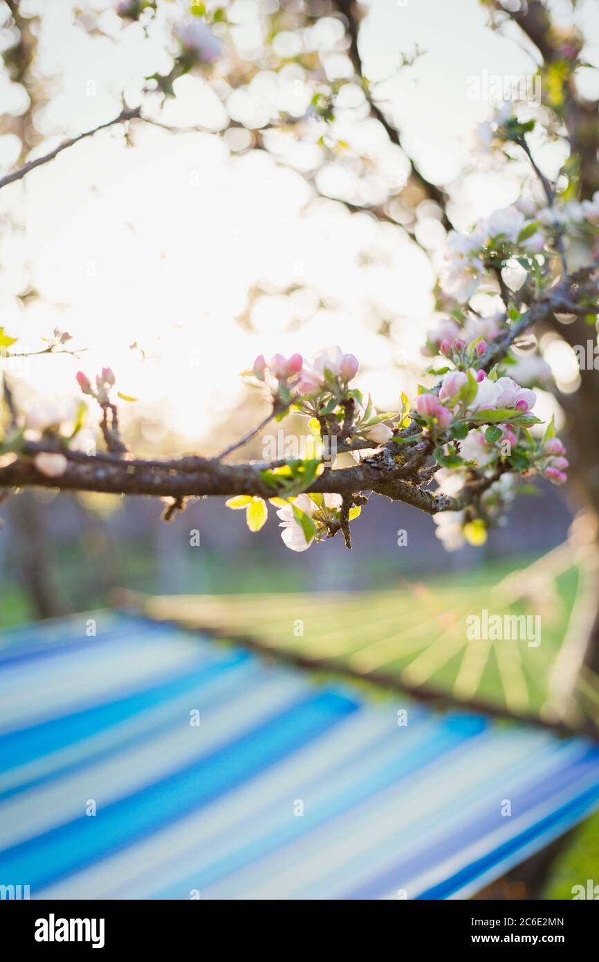 Blühender Baum über Hängematte in einem ruhigen Garten Stockfoto