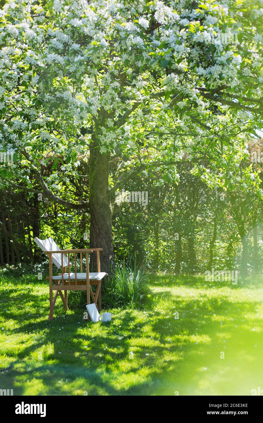 Stuhl unter weißem blühenden Baum in sonnigen idyllischen Garten Stockfoto
