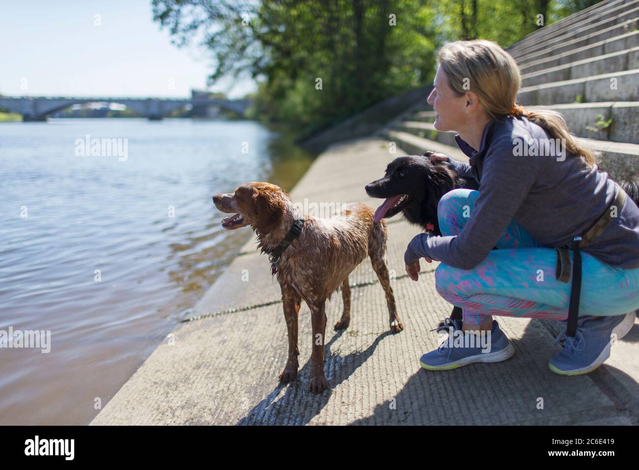 Frau mit nassen Hunden am sonnigen Flussufer Stockfoto