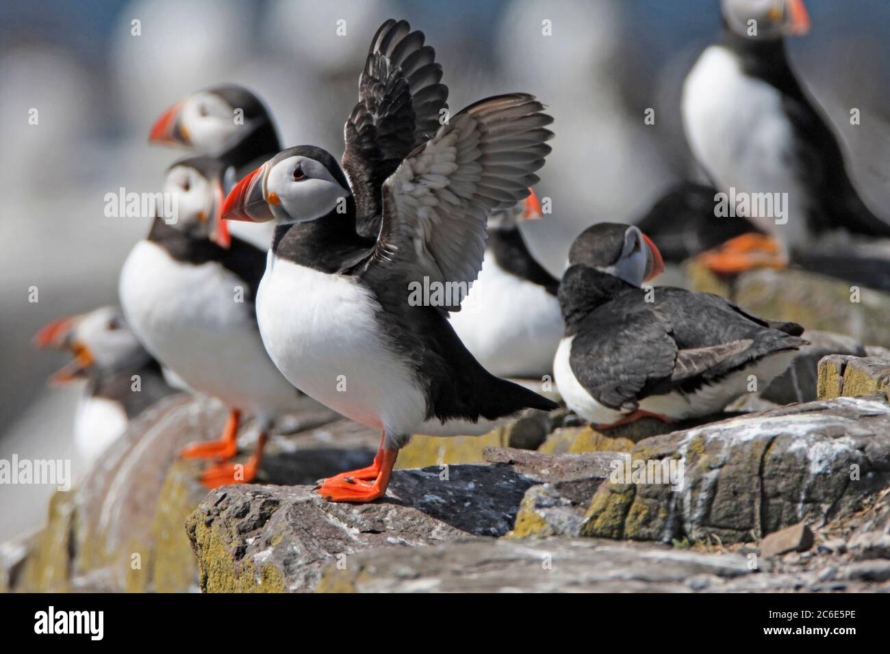 PUFFIN, GROSSBRITANNIEN Stockfoto