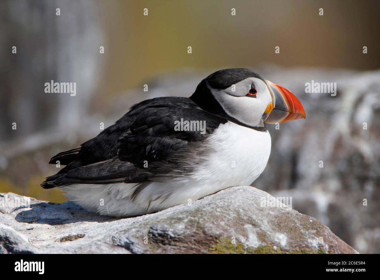 PUFFIN (Fraterkula Arctica) auf Felsen, Großbritannien. Stockfoto