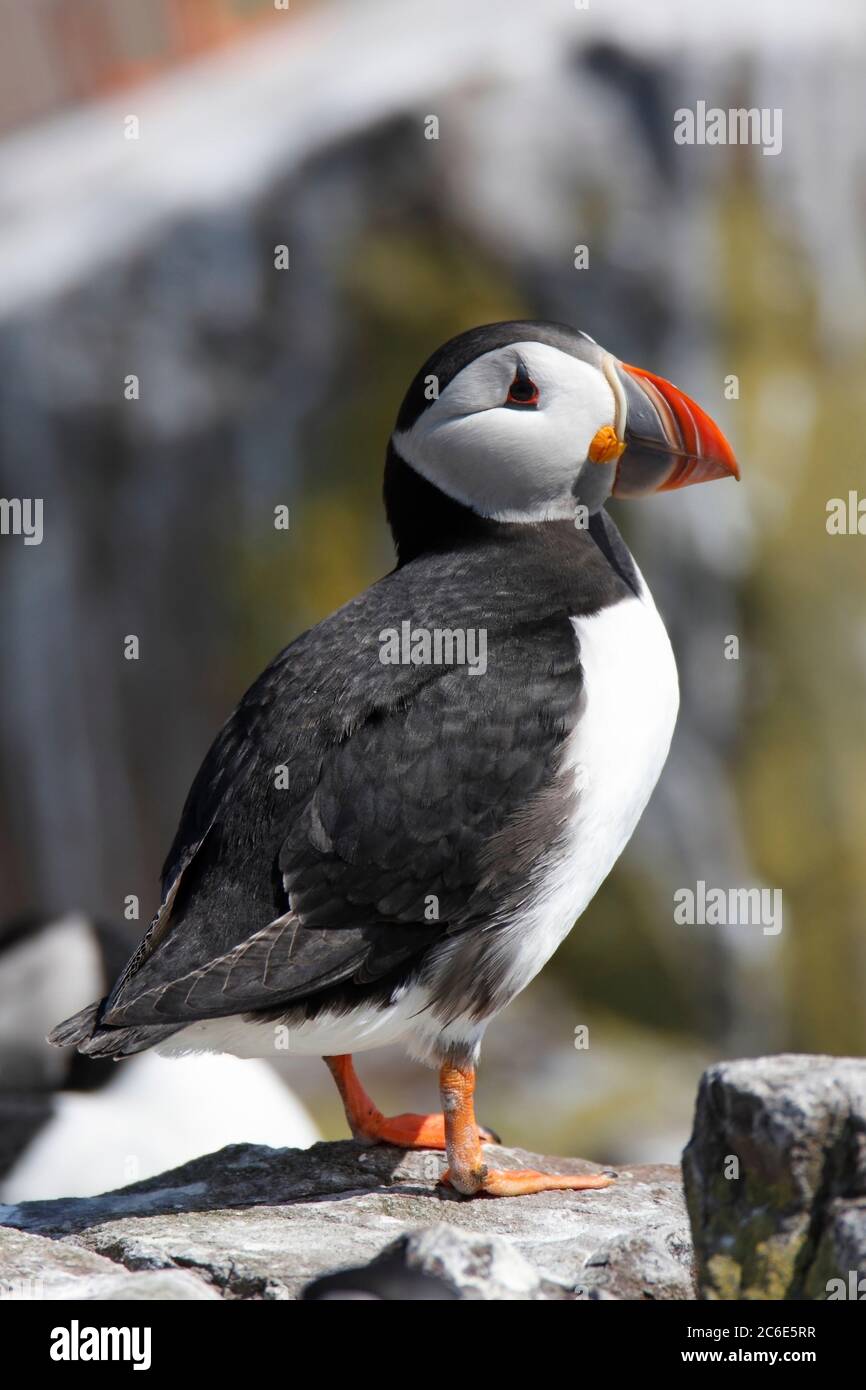 PUFFIN on seacliff, Großbritannien. Stockfoto