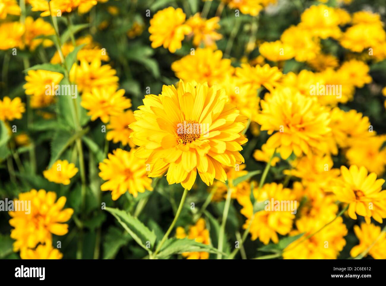 Sonnenblumen Hintergrund. Sommer gelbe Blüten. Stockfoto