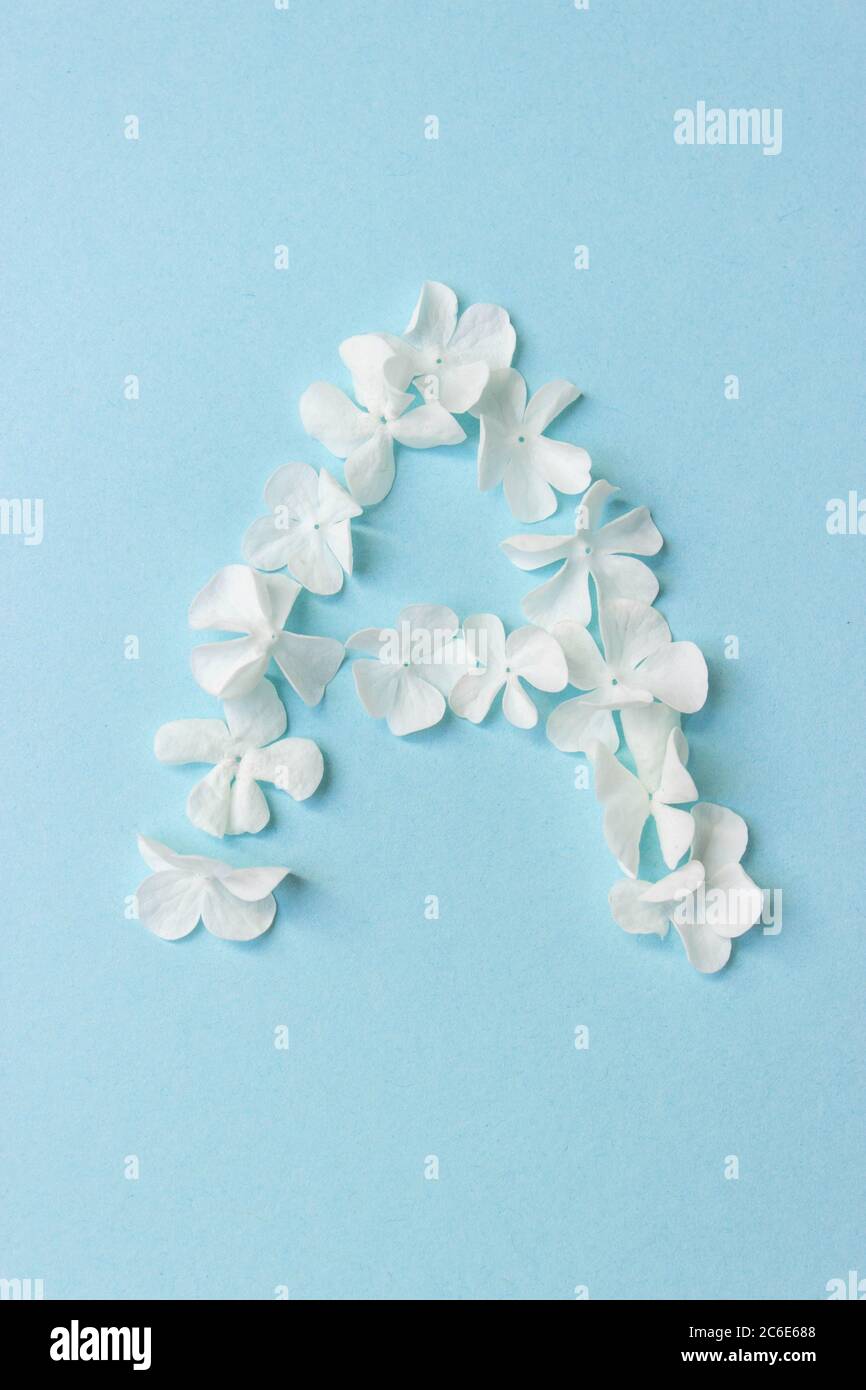 Blumenalphabet - A. Buchstabe aus lebenden Blumen auf hellblauem Hintergrund Stockfoto