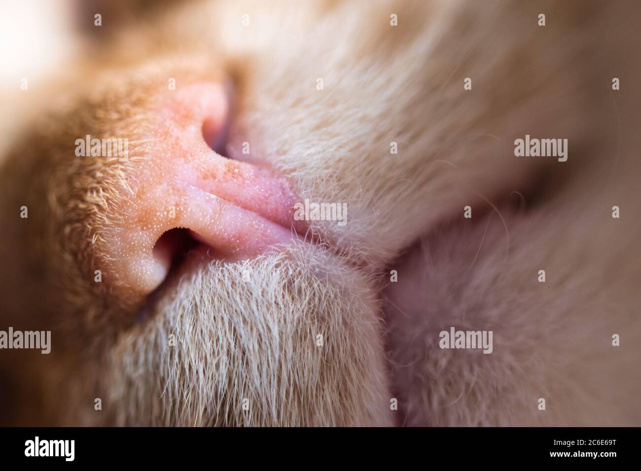 Makro Katzennase-Textur. Details von niedlichen Rose und Sommersprossen Nase und Mund der heimischen Ingwer rote Katze. Stockfoto