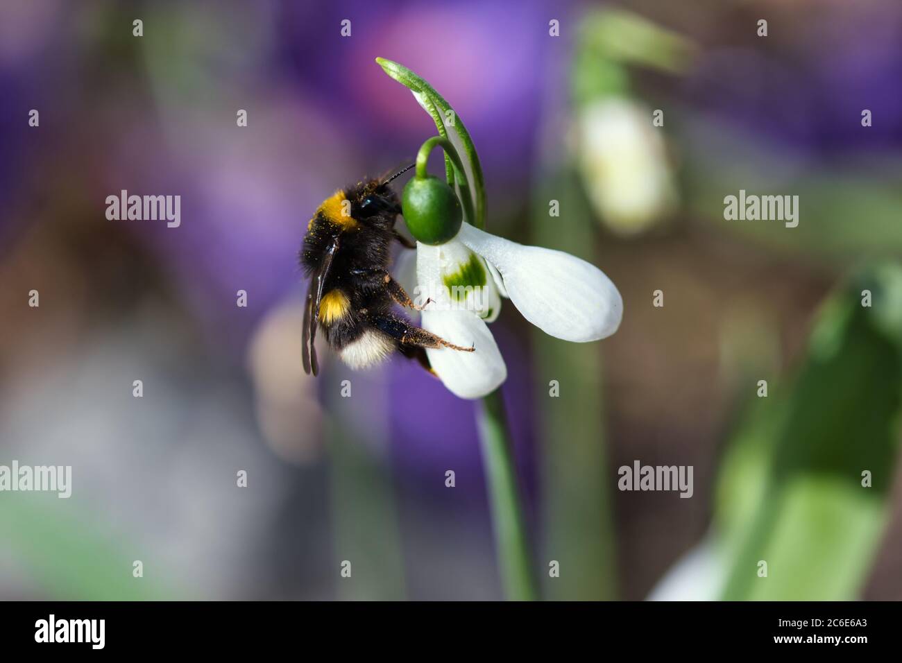 Fuzzy Hummel mit Pollenkörnern auf den Beinen und Haare füttern auf Schneeglötln Blumen im Frühlingsgarten, detaillierte bunte lila und rosa Hintergrund Stockfoto