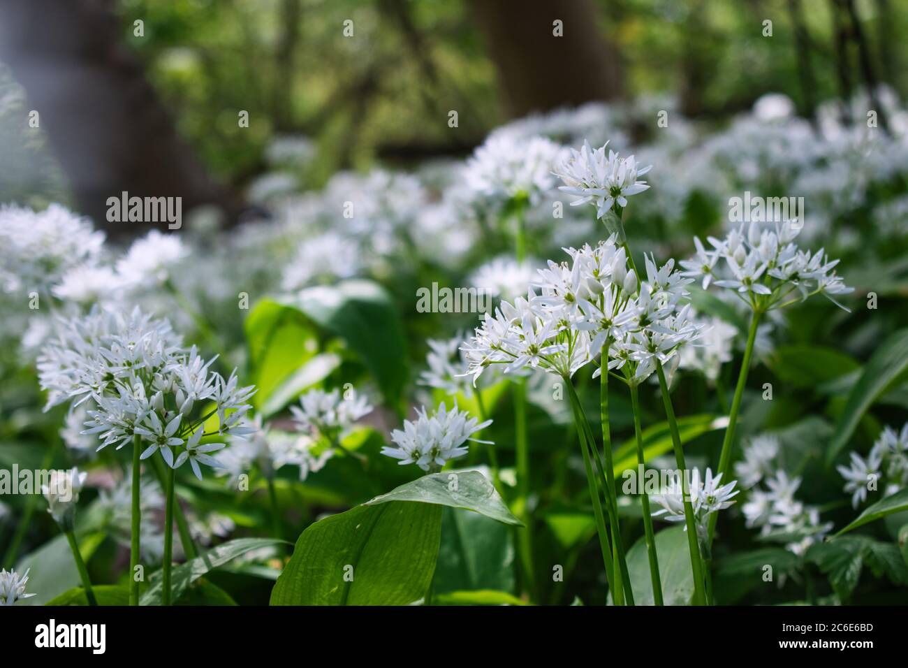 Bärlauch blüht in der Nähe, Bärlauch in natürlichen Lebensraum. Leuchtend grüne elliptische aromatische Blätter und weiße sternförmige Blütentepals Stockfoto
