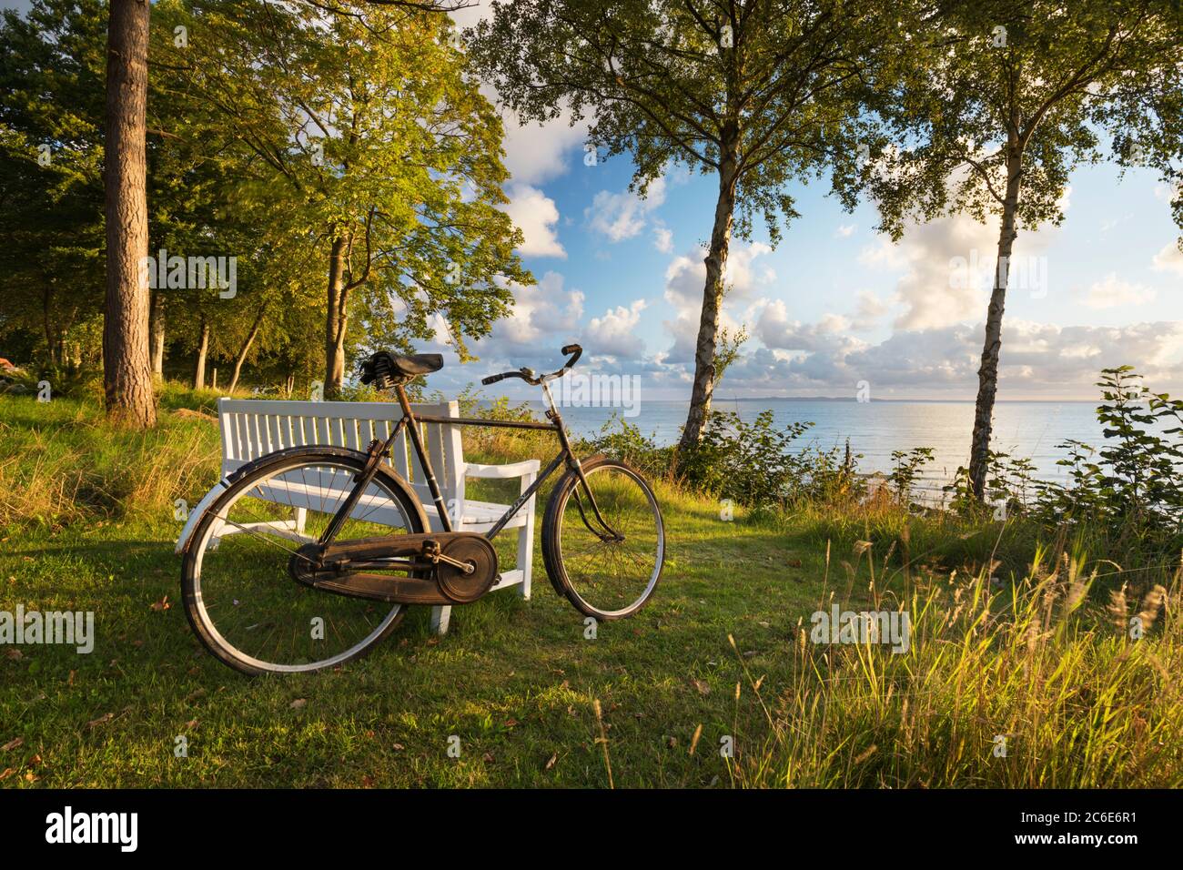 Altes Fahrrad lehnte sich gegen weiße Sitzbank mit Blick auf das Meer von Silver Birch gerahmt und Pinien, Munkerup, Kattegat Coast, Neuseeland, Dänemark, Europa Stockfoto