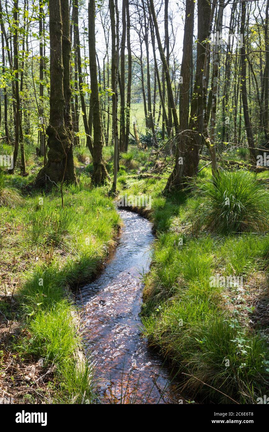 Stream läuft durch eine Copse in Herbert Plantation auf Newtown Common, Burghclere, Hampshire, England, Großbritannien, Europa Stockfoto