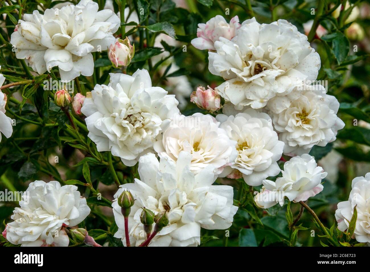 Weiße Rose blüht Rosa Swany Stockfotografie - Alamy