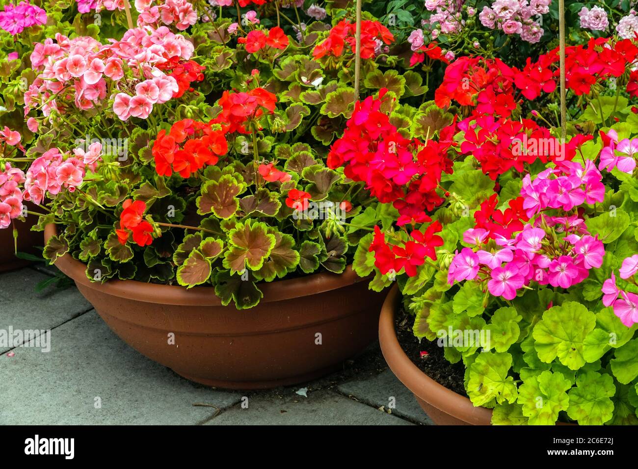 Bunte Geranie in Töpfen im Garten Stockfoto