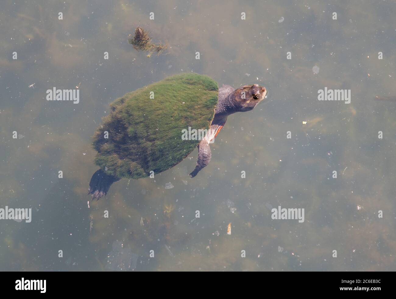 Nördliche Langhalsschildkröte mit Moos bedeckt Schwimmen in Billabong im NT von Australien Stockfoto
