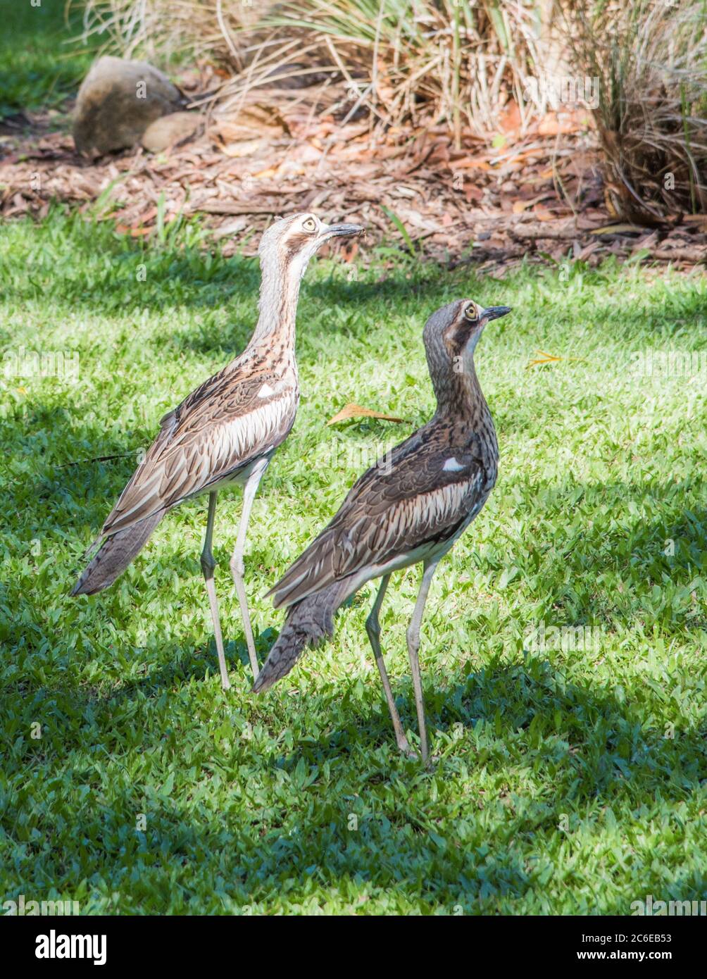 Zwei Buschsteine-Curlew Boden bewohnende Vögel auf Gras Gebiet im NT von Australien zu Fuß Stockfoto